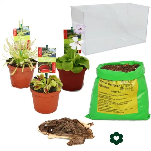 Exotenherz Zimmerpflanze - Fleischfressende Pflanzen Aquarium zum Selberpflanzen - Gestalten Sie Ihr eigenes Aquarium für Fleischfressende Pflanzen! Im Set: 3 Pflanzen, Spezialerde und Deko-Holz. Perfekt für Gartenliebhaber und Sonnenanbeter!