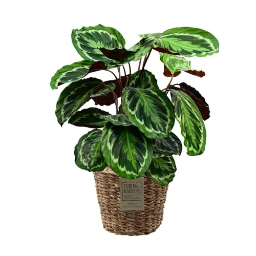 Green Me Up Set Calathea Medallion No. 19 im 19 cm Topf, Zimmerpflanze 70 bis 80 cm mit gemusterten Blättern, Dekoset im geflochtenen Seegraskorb 25 cm für dekorative Wohnakzente, Tierfreundlich