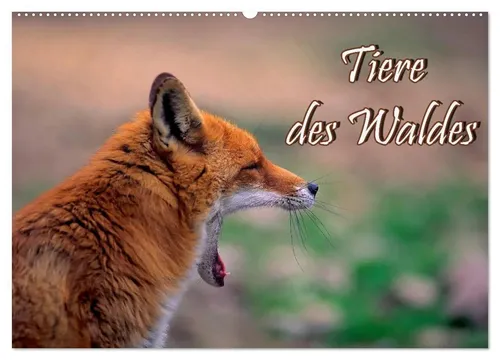 Bildagentur Geduldig | Tiere des Waldes Wandkalender 2026 - Wunderschöner Wandkalender mit 13 Tiermotiven aus dem Wald, ideal zur Verschönerung Ihres Raumes. Format: DIN A2 quer, 12. Edition 2025, hochwertiger Druck für lebendige Farben.