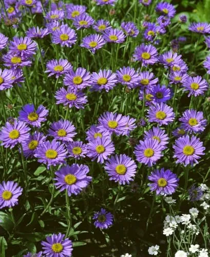 Aster turbinellus 9x9 cm Topf – Winterhart, Mehrjährig, Pflegeleicht – Herbstaster – Staude für Beet & Rabatte