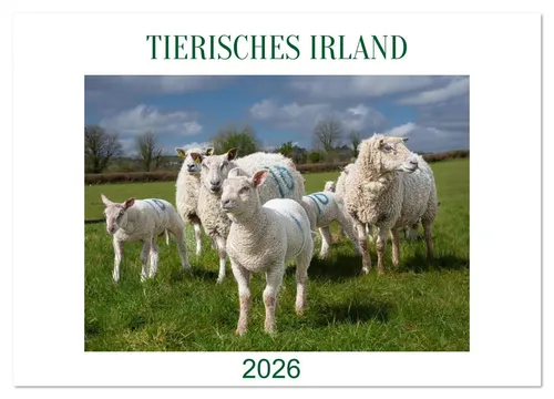 CALVENDO Wandkalender Irland erleben – Wo Schafe, Pferde und Kühe das Landschaftsbild prägen