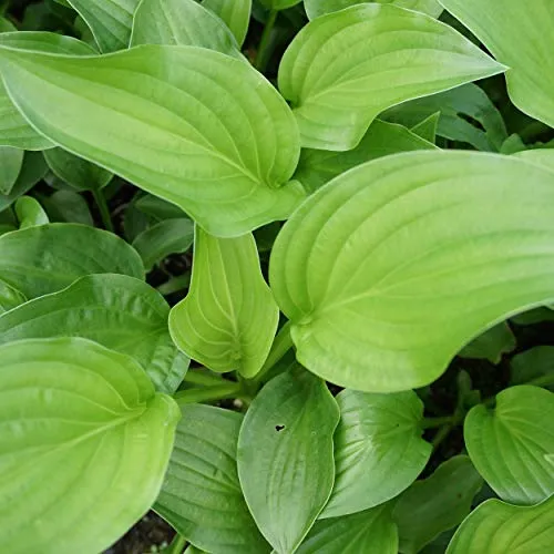 Produktbild Blumixx Stauden Hosta Plantaginea-Hybride 'Royal Standard' – Funkie im 1,0L Topf, weiß blühend, duftend, winterhart & pflegeleicht, für Sonne & Halbschatten, ideal als Bodendecker & Beetstaude