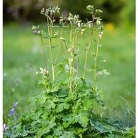 Akelei Green Apples - Aquilegia vulgaris