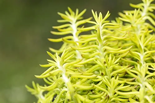 Sedum reflexum - Tripmadam im 9x9 cm Topf - Die Felsen-Fetthenne ist ein pflegeleichter Bodendecker mit blaugrünem Laub und leuchtend gelben Blüten. Ideal für sonnige Standorte, bringt sie Farbe und Struktur in jeden Garten oder Kübel.