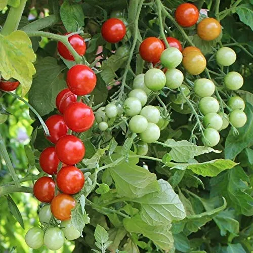 Rubinka Tomatensamen