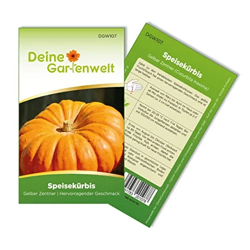 Kürbis Gelber Zentner Samen - Cucurbita maxima - Kürbissamen - Gemüsesamen - Saatgut für 8 Pflanzen