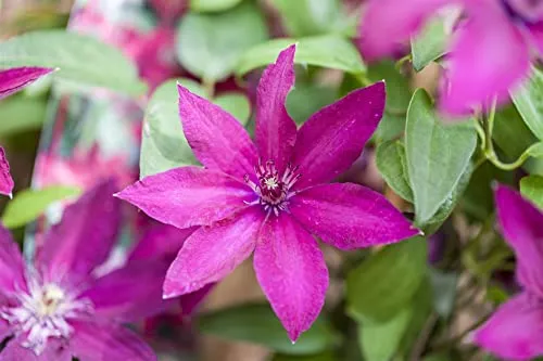 Clematis 'Ernest Markham' 40-60 cm Topf Waldrebe winterhart Kletterpflanze | Clematis Hybride, sommergrün, rankend, rote Blüten Juli bis September, sonnig bis halbschattig, winterhart bis -20 °C