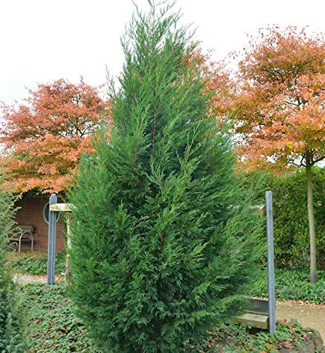 Leyland Zypresse Typ 2001 40-60cm