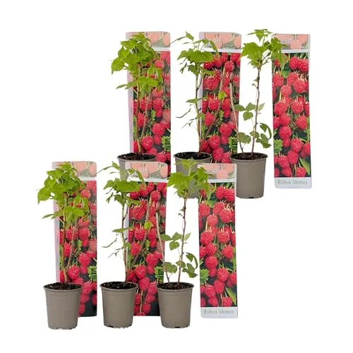 Plant in a Box - Rubus ideaus 'Herbstglück' - Winterharte Himbeerpflanze im 6er Set - Obstpflanzen: Züchten Sie süße Himbeeren mit diesem kompakten, winterharten Strauch. Ideal für Garten oder Balkon, selbstbestäubend und einfach zu pflegen!