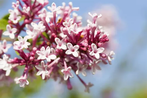 Kleinblättriger Flieder Syringa micro. Superba – Duftende Blüten - Wunderschöner, buschiger Flieder mit rosa Blüten, ideal für sonnige, windgeschützte Standorte. Perfekt für Ihren Garten und pflegeleicht im Wachstum.