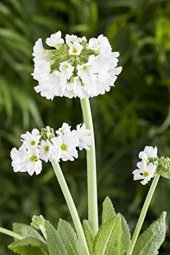 Primula denticulata 'Alba' 9x9 cm Topf – Winterhart, Mehrjährig, Pflegeleicht – Kugelprimel – Staude für Beet & Garten