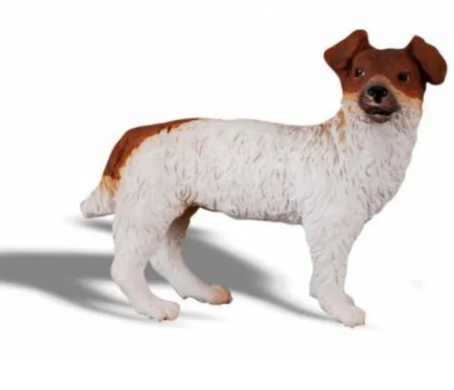Jack Russell Terrier Hund