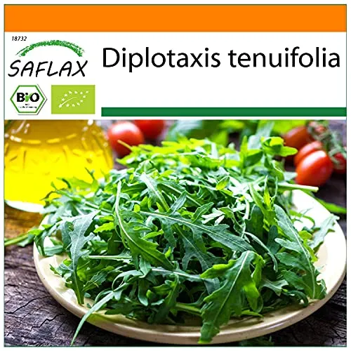 SAFLAX - BIO - Wilder Ruccola - 1500 Samen - Diplotaxis tenuifolia