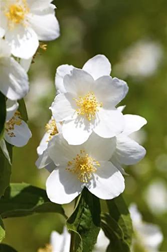 Philadelphus 'Erectus' - Duftender Pfeifenstrauch mit weißen Blüten - Pflegeleichter und winterharter Strauch mit duftenden weißen Blüten, ideal für Hecken und Gärten. Blütezeit im Juni-Juli, perfekt für Anfänger und erfahrene Gärtner.