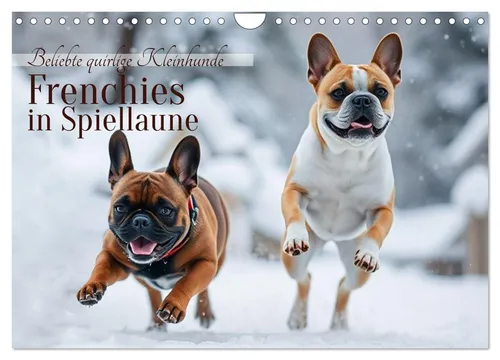 Frenchies in Spiellaune - Wandkalender 2026, CALVENDO - Kalender mit 12 liebevollen Bildern von Französischen Bulldoggen, umweltfreundlich aus FSC-zertifiziertem Papier und ideal als Geschenk für Hundefreunde.