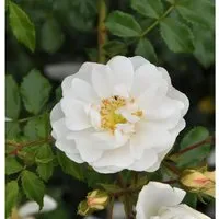 Produktbild Hochstamm Rose Diamant 80-100cm