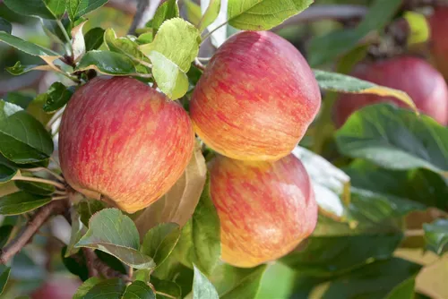 Malus Gala Apfelbaum 150-200cm - Obstbaum mit leuchtend roten, süßen Früchten, pflegeleicht und winterhart, ideal für Obst- und größere Gärten, blüht im Frühjahr und zieht Bienen an.