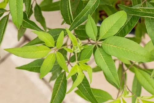 Vitex agnus-castus 'Blue Diddley' - Mönchspfeffer mit blauen Blüten - Blumensamen & -pflanzen: Pflegeleichte, bienenfreundliche Pflanze mit leuchtend blauen Blüten, ideal für sonnige Rabatten und Solitärpflanzen. Winterhart bis -20 °C.