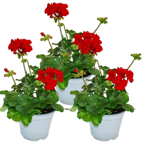 Geranien stehend - Pelargonium zonale - 3er Set - dunkelrot - Dekoratives 3er Set mit roten Geranien im 12 cm Topf. Ideal für Balkon, Garten oder als Topfpflanze. Blütezeit von April bis Oktober für eine farbenfrohe Gestaltung.