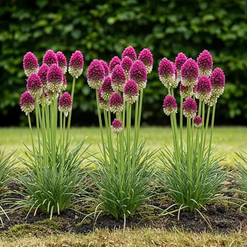 GreenboutiQ - Blumenzwiebeln - Allium Zwiebeln Sphaerocephalon - Bulbs Hardy Perennial - Farbe Lila - 100 Stück - Zwiebelgröße 5/6 - XXL Pack
