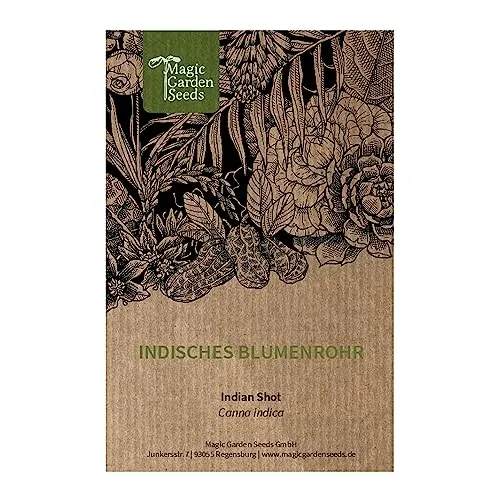 Indisches Blumenrohr (Canna indica) - ca. 5 Samen