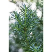 Japanische Eibe Taxus cuspidata Lescow, 1 St. - Ziergehölz mit hoher Schnittverträglichkeit, ideal für geometrische Hecken und als Solitärpflanze, immergrün mit dekorativen Scheinbeeren.