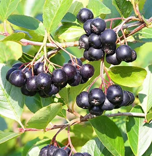 Aron, Aronia, schwarze Apfelbeere, mehrtriebiger Strauch, 60-80cm im Topf