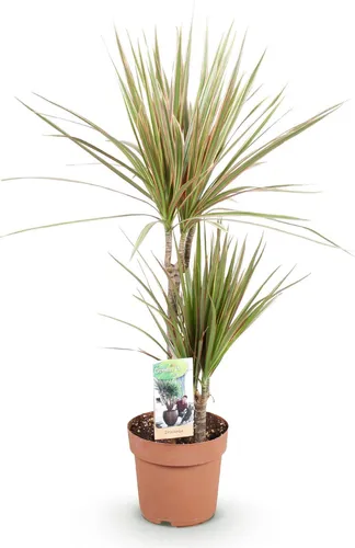 Dracaena Marginata Bicolor – Drachenbaum – 17cm – Höhe 70–75cm – Pflegeleichte rot-grüne Zimmerpflanze mit dekorativem Blattwerk für Wohnräume und Büro