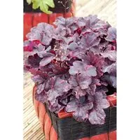 Heuchera Micrantha Midnight Rose Purpurglöckchen Ca. 11x11 cm Topf
