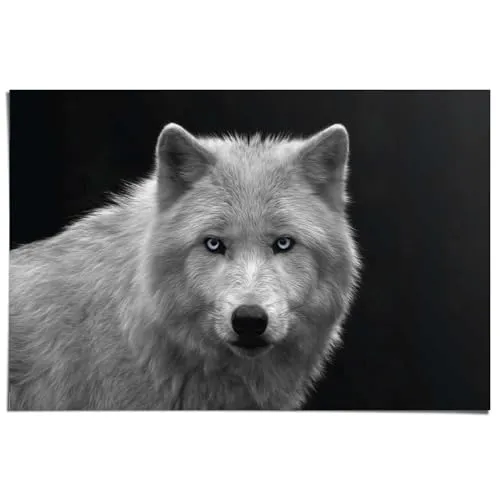 REINDERS Poster, White Wolf in schwarz von REINDERS