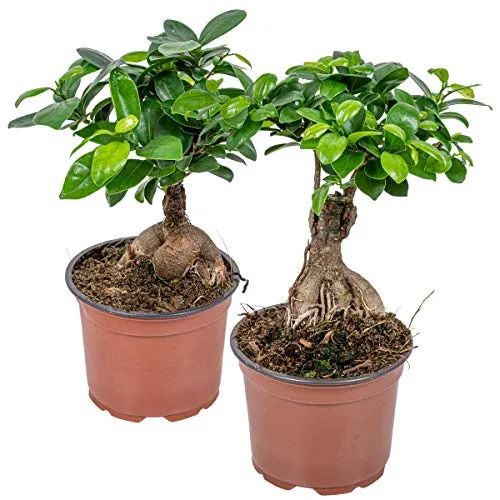 Bloomique - 2er Set - Ficus Ginseng - Bonsai Baum - Zimmerpflanzen - Pflegeleicht - Luftreinigend - Höhe 20-30 cm - Topf 12 cm