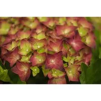 Bauernhortensie 'Magical Sapphire' 40-50 cm – Farbintensiver Zierstrauch