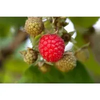Rubus Idaeus Willamette Himbeere Rot 30–40 Cm