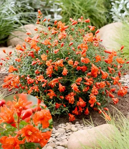 BALDUR-Garten Pflanzen von BALDUR-Garten