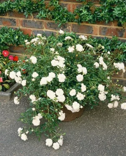 Rosa 'Swany' - Bodendeckerrose - Bodendeckerrose mit zartrosa, weißen Blüten, die Bienen und Schmetterlinge anzieht. Pflegeleicht, winterhart bis -20 °C, ideal für Rabatten und Gartenanfänger.