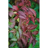 Produktbild Diervilla lonicera