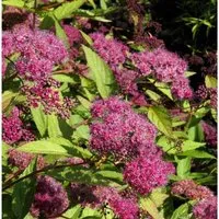 Produktbild Sommerspierstrauch Zigeunerblut 20-30cm - Spiraea japonica