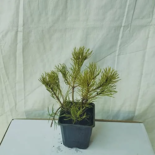 Latschenkiefer in grün von Grüner Garten Shop