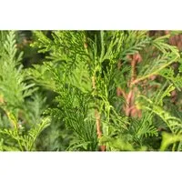 Thuja plicata 'Atrovirens' 40-60 cm