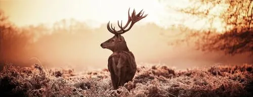 artissimo, Glasbild, 80x30cm, AG4769A, HIrsch im Nebel, Bild aus Glas, moderne Wanddekoration aus Glas, Wandbild Wohnzimmer modern,wald, braun