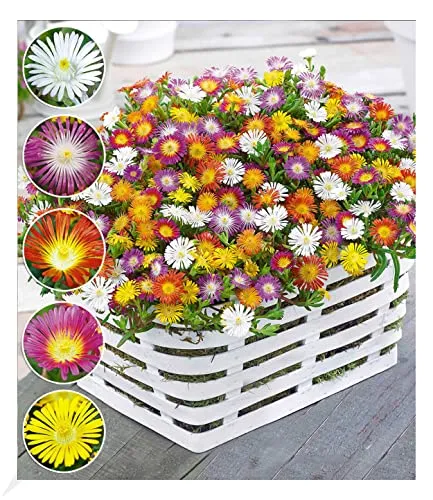 BALDUR Garten 5er Set Winterharte Eisblumen Wheels of Wonder®