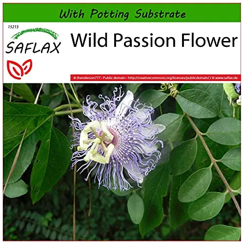 SAFLAX - Heilpflanzen - Passionsblume - 5 Samen - Mit keimfreiem Anzuchtsubstrat - Passiflora incarnata