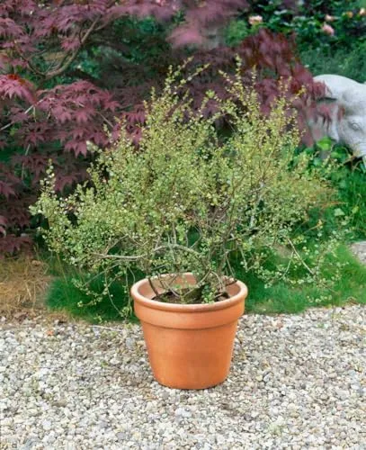 Betula nana 40-60 cm - Zwergbirke, kompakte Wuchsform für Moorbeete - Blumensamen & -pflanzen: Pflegeleichte, winterharte Zwergbirke mit dichten Blättern, ideal für strukturierte Gartenlandschaften und kalte Klimazonen.