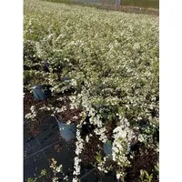 Spiraea Cinerea Grefsheim Asch-Spiere Weiß 40–60 cm