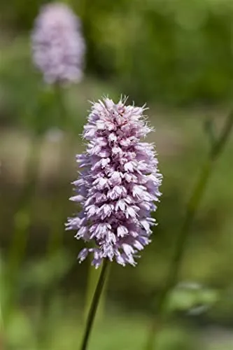 Persicaria amphibia 9x9 cm Topf – Winterhart, Mehrjährig, Pflegeleicht – Wasserknöterich – Teichpflanze für Teichrand & Flachwasser