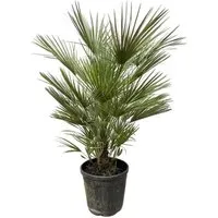 Exotenherz Zwergpalme Chamaerops Humilis 30cm Topf 150cm Hoch