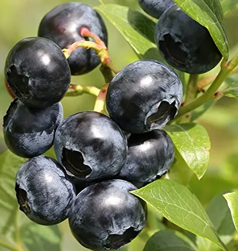 Heidelbeere `Patriot´, Blaubeere, Vaccinum corymbosum, ca. 60cm im Topf