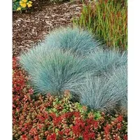 Festuca Ovina Elijah Blue Schwingel Blau-Grau 2 Liter Container