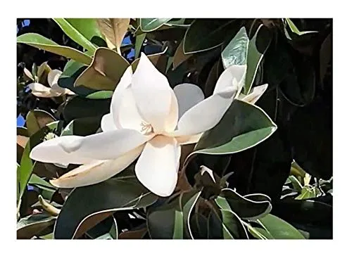 Stk - 10x Magnolia grandiflora Garten Pflanzen - Samen B2162 - Seeds & Plants Shop by Ipsa