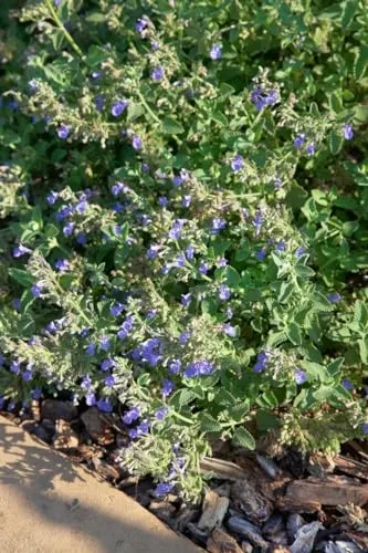 Nepeta cataria 9x9 cm Topf – Winterhart, Mehrjährig, Pflegeleicht – Katzenminze – Kräuterpflanze für Garten & Balkon